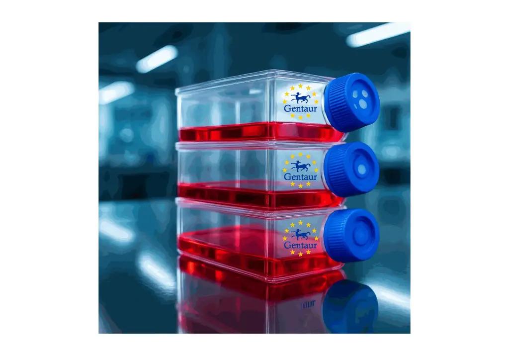 Primary BMMC Cell, Rat